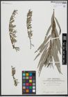 Foto von Salix viminalis L.